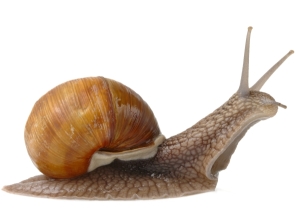 Big brown garden snail, isolated over white
